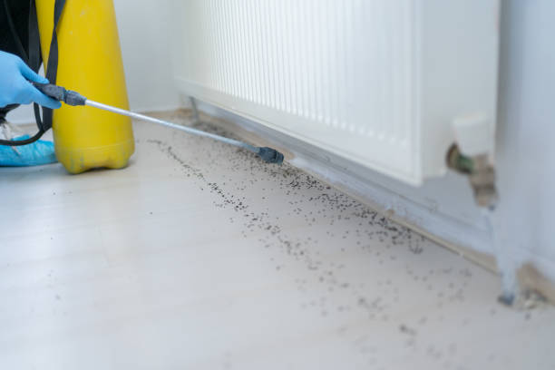 Best Flea Control Services  in Weigelstown, PA